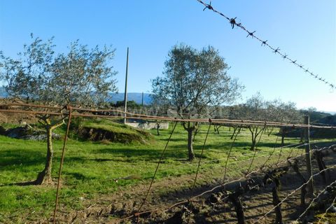 Terra a Seia, Guarda, Seia - € 130.000 | Ref: 382240149 - foto 3