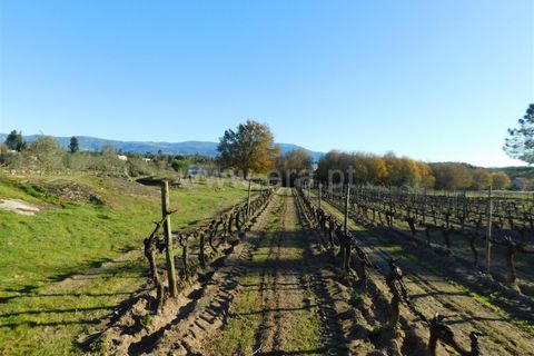 Terra a Seia, Guarda, Seia - € 130.000 | Ref: 382240149 - foto 6