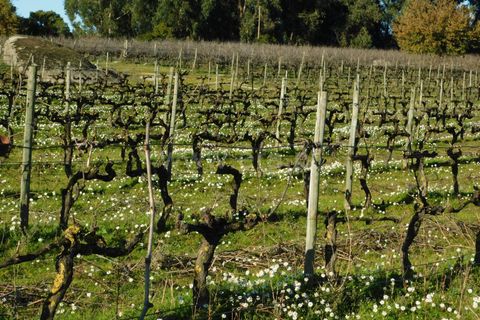 Terra a Seia, Guarda, Seia - € 130.000 | Ref: 382240149 - foto 9