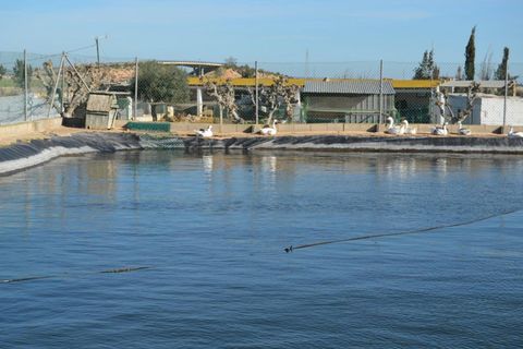 Landejendom i Valladolises, Murcia, Valladolises - € 429.000 | Ref: VALLADOLISESFARM/10254 - foto 14