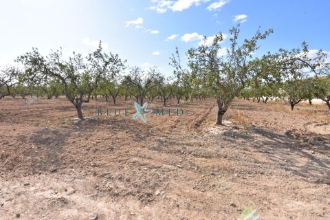 Landejendom i Pareton, Murcia, Pareton - € 499.995 | Ref: FINCACANADAS1/10254 - foto 12