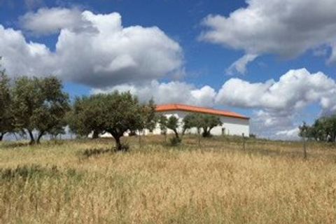 Farm i Moura, Beja, Moura - € 800.000 | Ref: OLIR0018 - foto 6