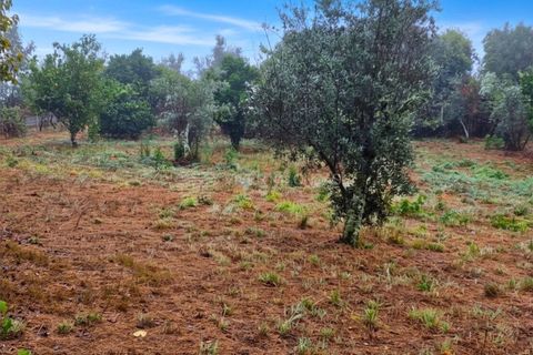Landejendom i Serta, Castelo Branco, Serta - € 85.000 | Ref: JD-1041 - foto 11