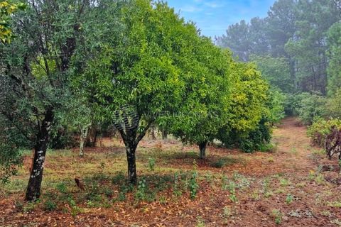 Landejendom i Serta, Castelo Branco, Serta - € 85.000 | Ref: JD-1041 - foto 12