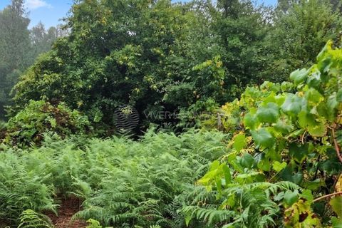 Landejendom i Serta, Castelo Branco, Serta - € 85.000 | Ref: JD-1041 - foto 15
