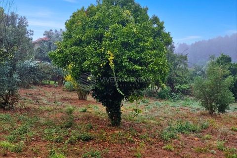 Landejendom i Serta, Castelo Branco, Serta - € 85.000 | Ref: JD-1041 - foto 17