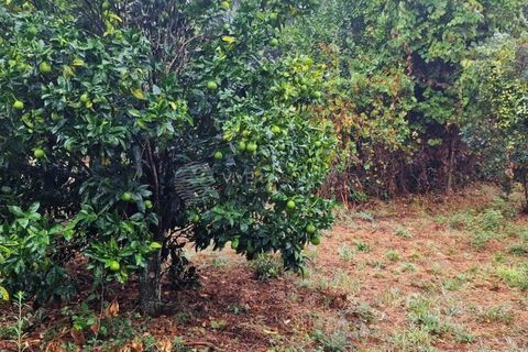 Landejendom i Serta, Castelo Branco, Serta - € 85.000 | Ref: JD-1041 - foto 18