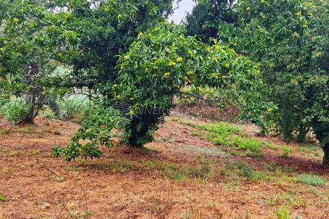 Landejendom i Serta, Castelo Branco, Serta - € 85.000 | Ref: JD-1041 - foto 19