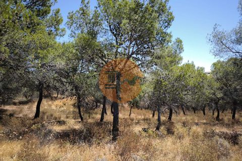 Helårsgrund i Castro Marim, Faro, Castro Marim - € 69.000 | Ref: SU-CS-TR-92085 - foto 23