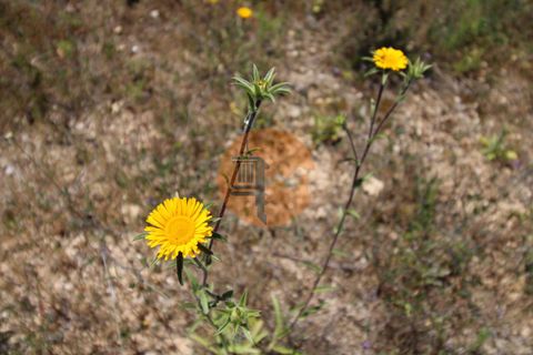 Terra a Estoi, Faro, Estoi - € 35.000 | Ref: SU-CS-TR-89769 - foto 12