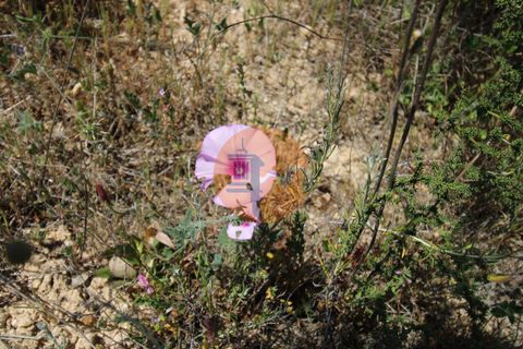 Terra a Estoi, Faro, Estoi - € 35.000 | Ref: SU-CS-TR-89769 - foto 13