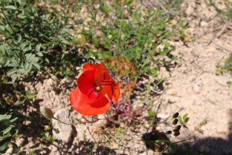 Terra a Estoi, Faro, Estoi - € 35.000 | Ref: SU-CS-TR-89769 - foto 14
