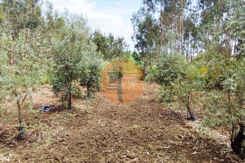 Tomt i Mealhada, Aveiro, Mealhada - € 428 000 | Ref: SU-CS-TR-91669 - foto 25