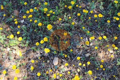 Terra a Estoi, Faro, Estoi - € 100.000 | Ref: SU-CS-TR-89668 - foto 16