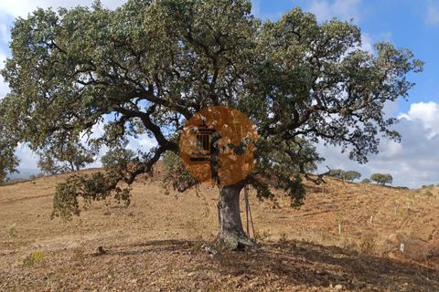 Helårsgrund i Castro Marim, Faro, Castro Marim - € 16.000 | Ref: SU-CS-TR-82704 - foto 16