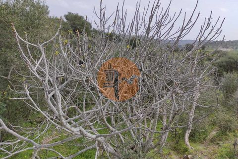 Terra a Castro Marim, Faro, Castro Marim - € 27.500 | Ref: SU-CS-TR-84764 - foto 20