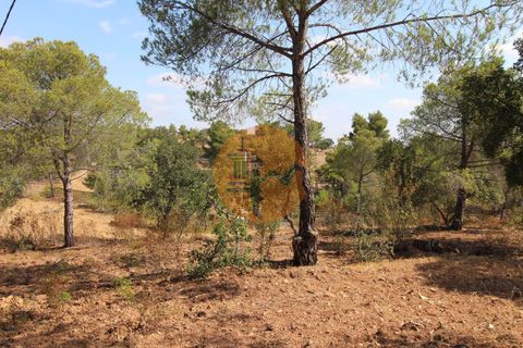 Farm i Castro Marim, Faro, Castro Marim - € 940.000 | Ref: SU-CS-QUIR-91796 - foto 6