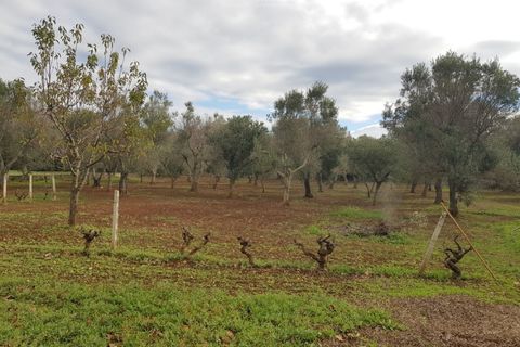 Villa a Carovigno, Brindisi, Carovigno - € 150.000 | Ref: sold v2 - foto 17