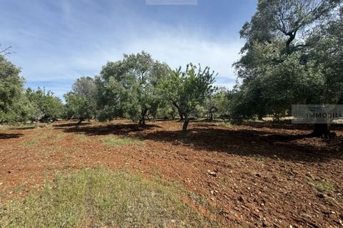 Helårsgrund i Carovigno, Brindisi, Carovigno - € 60.000 | Ref: tem3 - foto 10