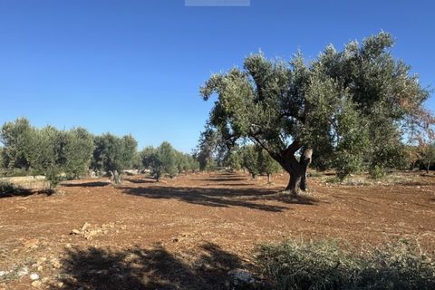 Helårsgrund i Carovigno, Brindisi, Carovigno - € 90.000 | Ref: tem9 - foto 4