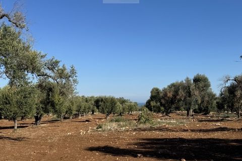 Helårsgrund i Carovigno, Brindisi, Carovigno - € 90.000 | Ref: tem9 - foto 2