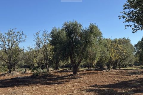 Helårsgrund i Carovigno, Brindisi, Carovigno - € 90.000 | Ref: tem9 - foto 3