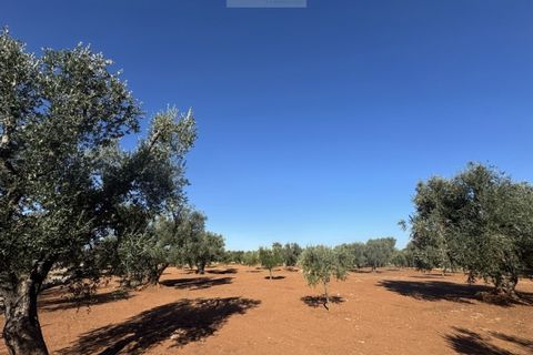 Terra a Carovigno, Brindisi, Carovigno - € 90.000 | Ref: LMM - foto 10