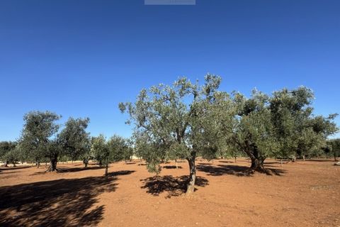 Terra a Carovigno, Brindisi, Carovigno - € 90.000 | Ref: LMM - foto 8