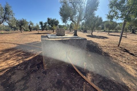 Terra a Carovigno, Brindisi, Carovigno - € 90.000 | Ref: LMM - foto 16