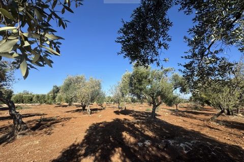Terra a Carovigno, Brindisi, Carovigno - € 90.000 | Ref: LMM - foto 5