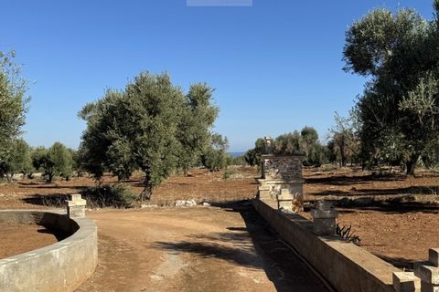 Terra a Carovigno, Brindisi, Carovigno - € 90.000 | Ref: LMM - foto 21