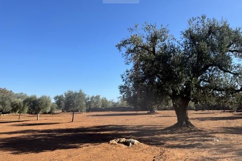 Terra a Carovigno, Brindisi, Carovigno - € 90.000 | Ref: LMM - foto 9