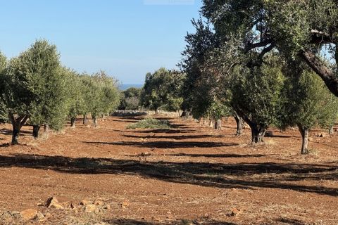 Terra a Carovigno, Brindisi, Carovigno - € 90.000 | Ref: LMM - foto 3