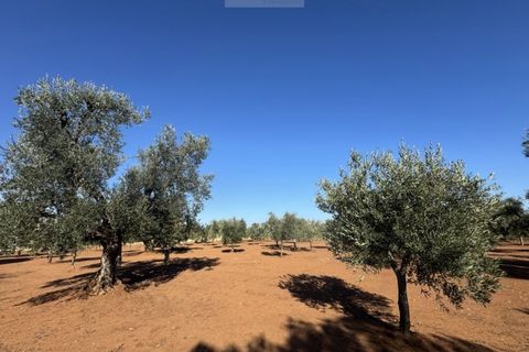 Terra a Carovigno, Brindisi, Carovigno - € 90.000 | Ref: LMM - foto 11