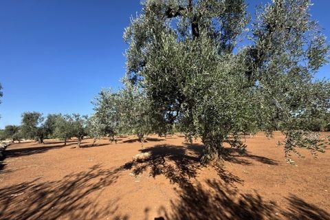 Terra a Carovigno, Brindisi, Carovigno - € 90.000 | Ref: LMM - foto 12