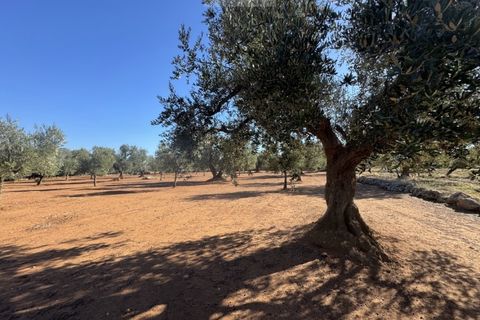 Terra a Carovigno, Brindisi, Carovigno - € 90.000 | Ref: LMM - foto 6