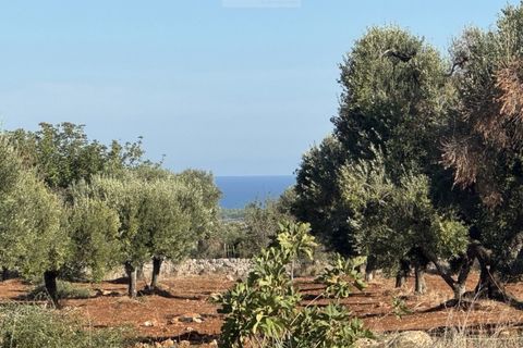 Terra a Carovigno, Brindisi, Carovigno - € 90.000 | Ref: LMM - foto 4
