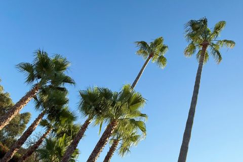 Landejendom i Pollenca, Mallorca, Pollenca - € 1.950.000 | Ref: POL53047ETV - foto 29