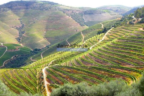 Farm i Alijo, Vila Real, Alijo - € 1.250.000 | Ref: 9591_Q - foto 8
