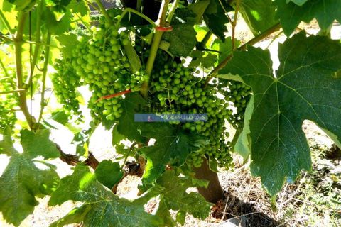Farm i Alijo, Vila Real, Alijo - € 1.250.000 | Ref: 9591_Q - foto 3
