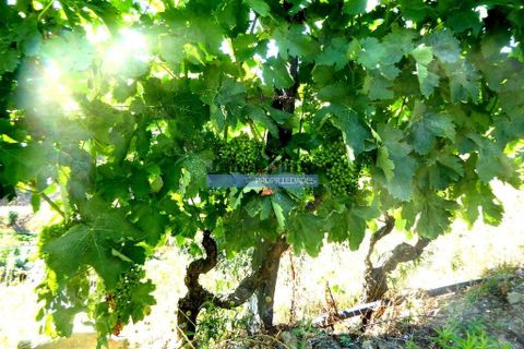 Farm i Alijo, Vila Real, Alijo - € 1.250.000 | Ref: 9591_Q - foto 5