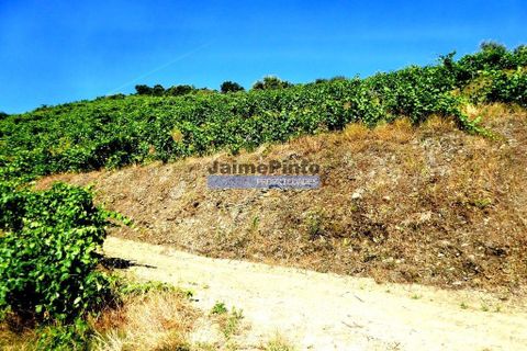 Farm i Alijo, Vila Real, Alijo - € 1.250.000 | Ref: 9591_Q - foto 1