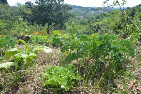 Farm i Vila Verde, Braga, Vila Verde - € 565.000 | Ref: RCI 1648 - foto 30