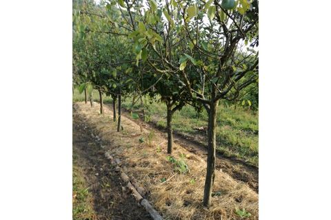 Farm i Vila Verde, Braga, Vila Verde - € 565.000 | Ref: RCI 1648 - foto 35
