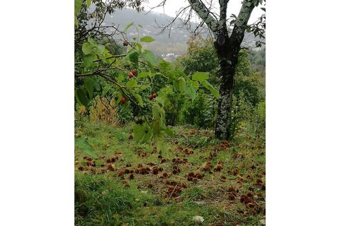 Farm i Vila Verde, Braga, Vila Verde - € 565.000 | Ref: RCI 1648 - foto 36