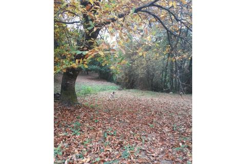 Farm i Vila Verde, Braga, Vila Verde - € 565.000 | Ref: RCI 1648 - foto 37