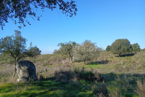 Tomt i Nisa, Portalegre, Nisa - € 37 500 | Ref: 102250004 - foto 4