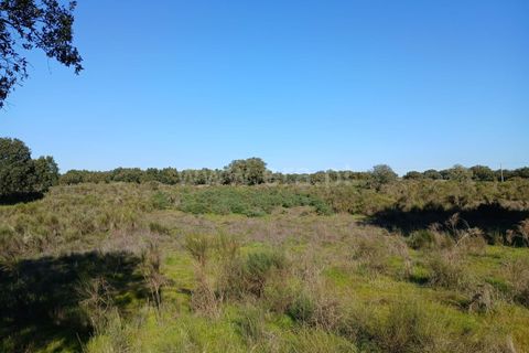 Tomt i Nisa, Portalegre, Nisa - € 37 500 | Ref: 102250004 - foto 5
