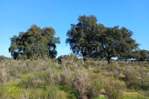 Tomt i Nisa, Portalegre, Nisa - € 37 500 | Ref: 102250004 - foto 6