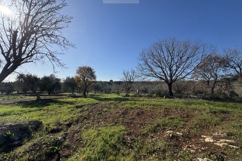 Tomt i Carovigno, Brindisi, Carovigno - € 74 000 | Ref: ca6 - foto 10